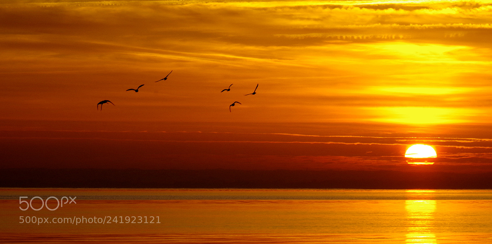 Pentax K-30 sample photo. The flight of ducks photography