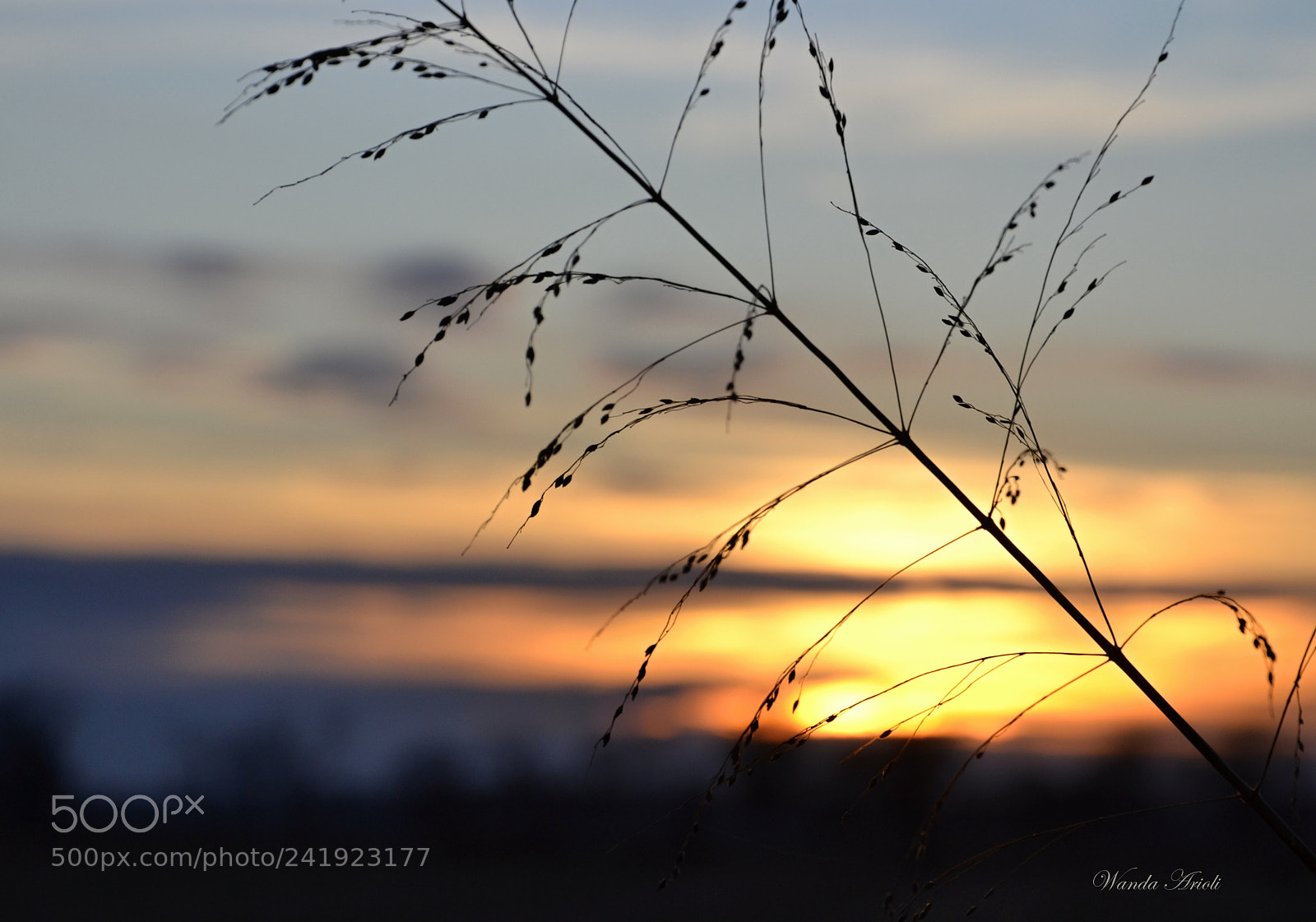 Nikon D3100 sample photo. Untitled photography