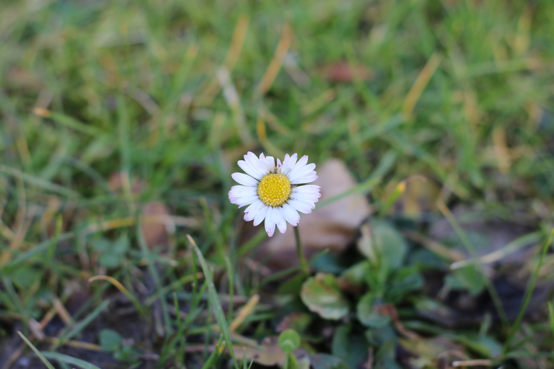 Canon 50mm sample photo. Flower in the winter photography