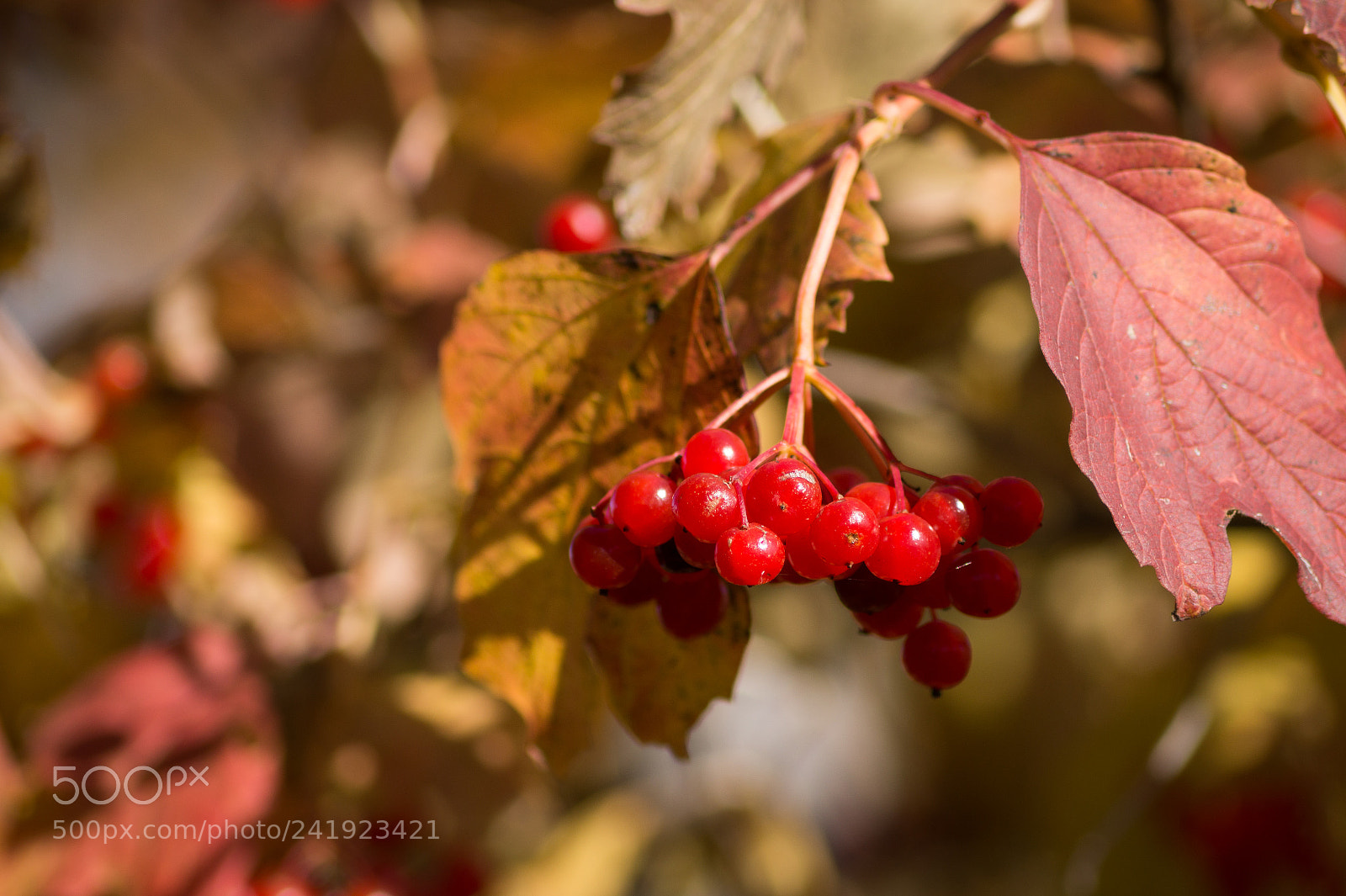 Sony SLT-A58 sample photo. Ripe rowan photography