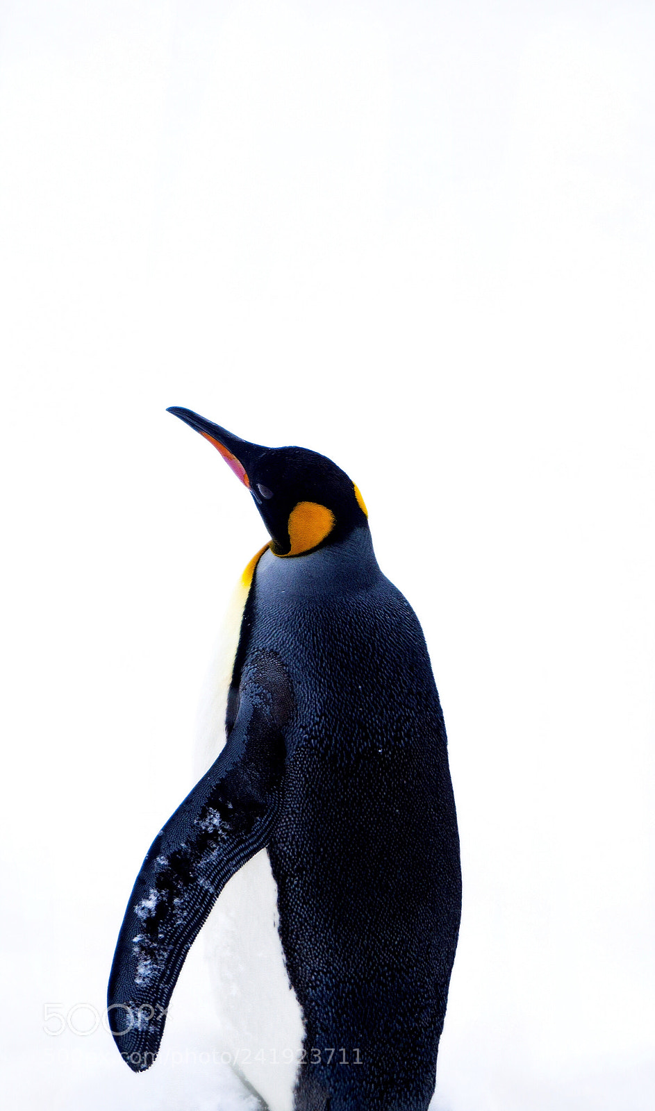 Olympus OM-D E-M10 II sample photo. Penguin photography