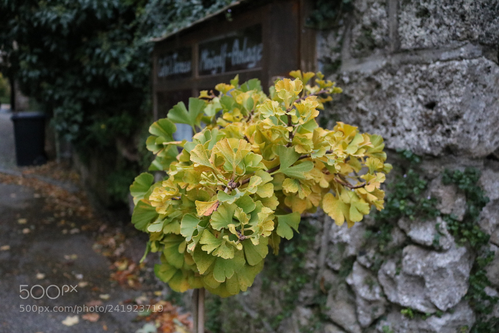 Canon EOS 750D (EOS Rebel T6i / EOS Kiss X8i) sample photo. Plant in winter without photography