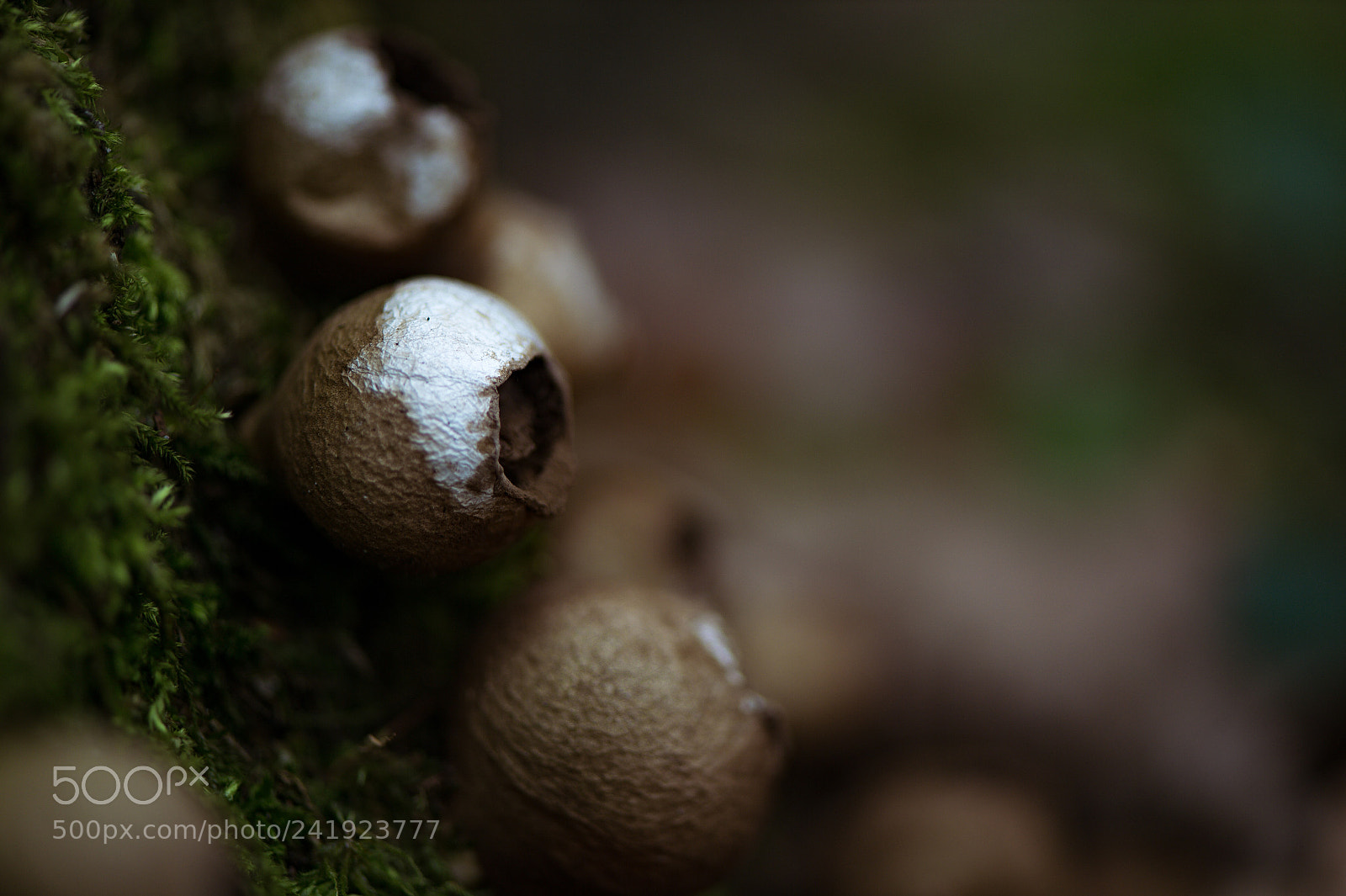 Nikon Df sample photo. Old puffball photography