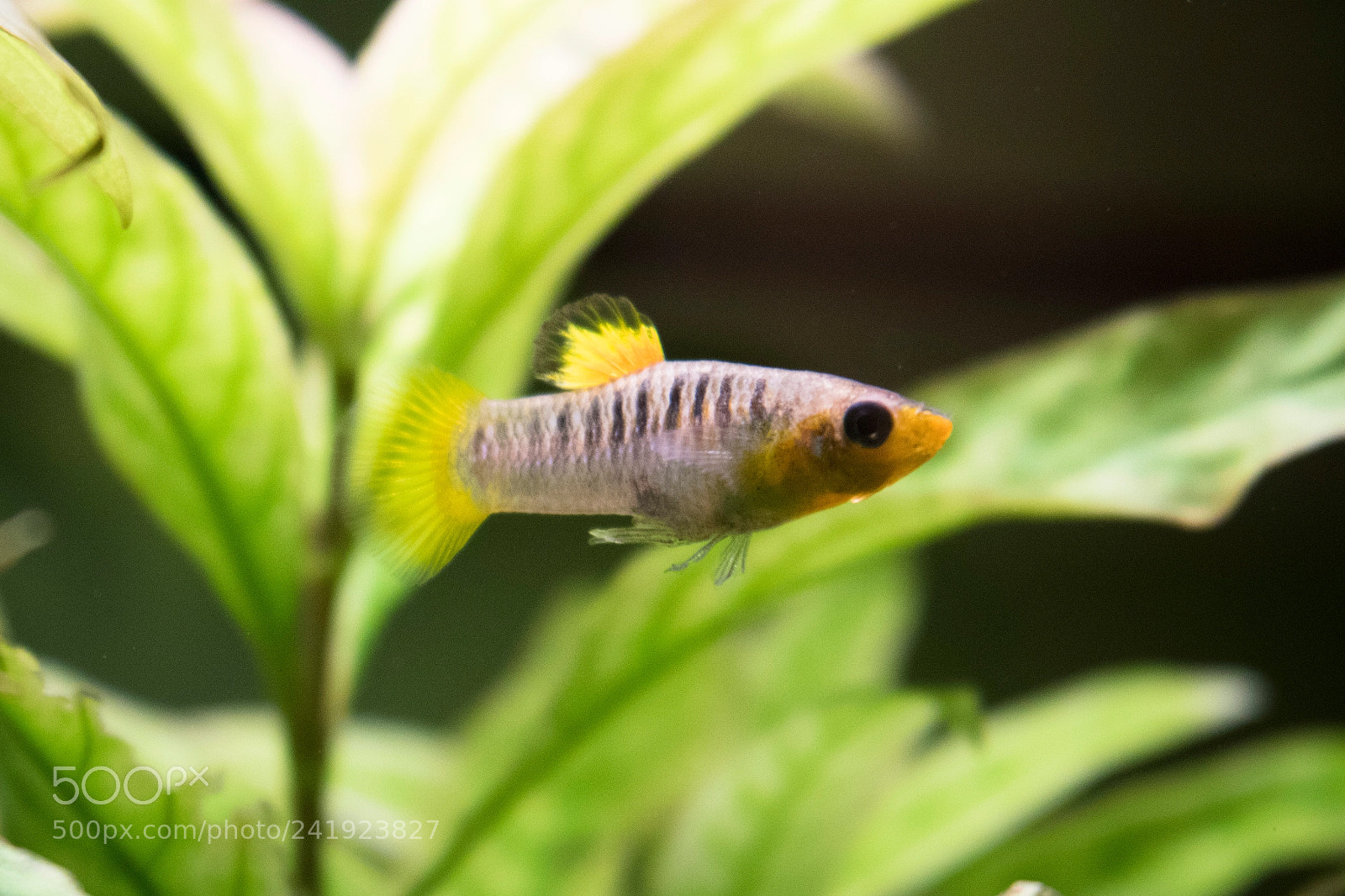 Canon EOS 760D (EOS Rebel T6s / EOS 8000D) sample photo. Limia treidens - male photography