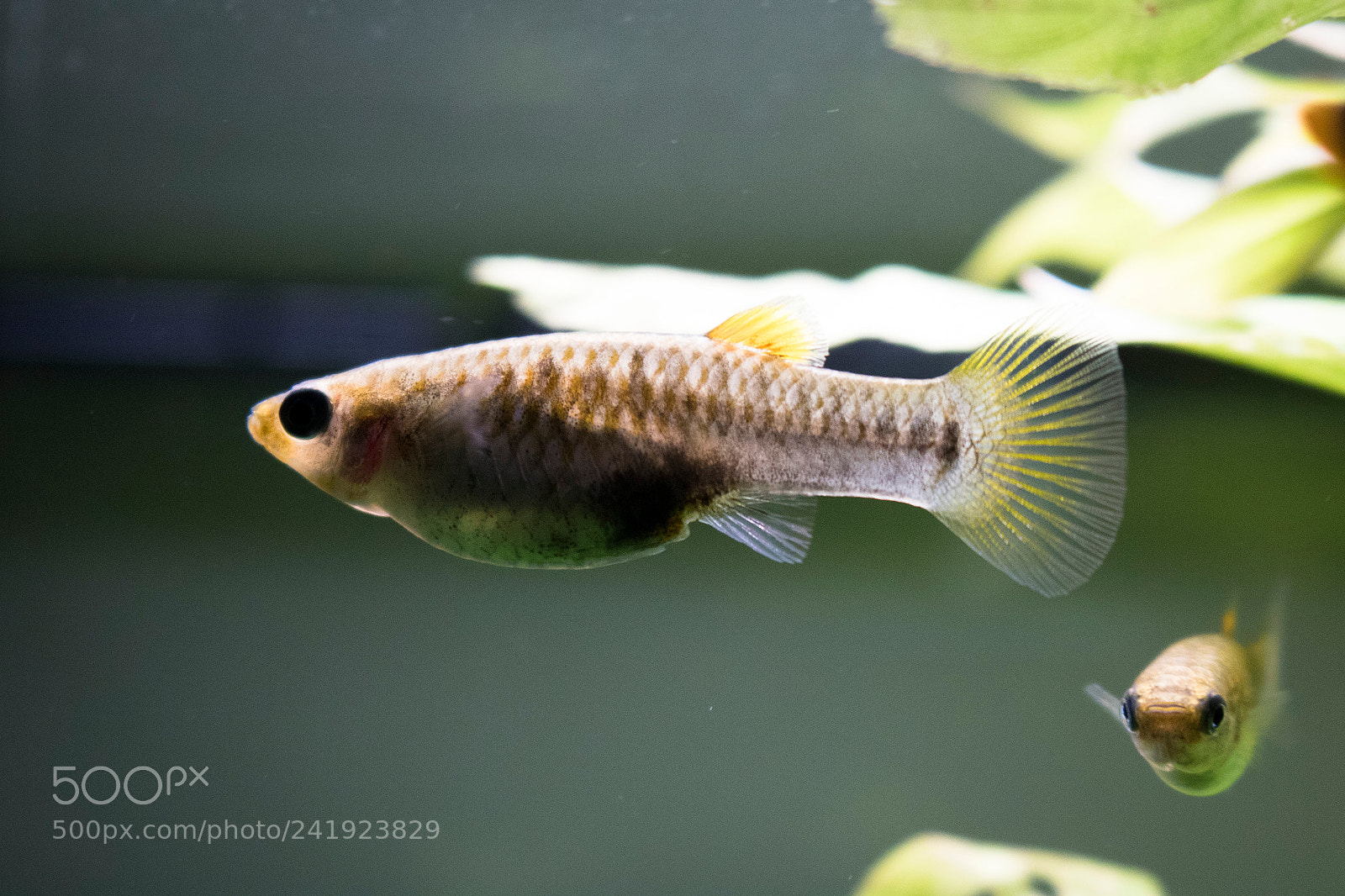 Canon EOS 760D (EOS Rebel T6s / EOS 8000D) sample photo. Limia tridens - female photography