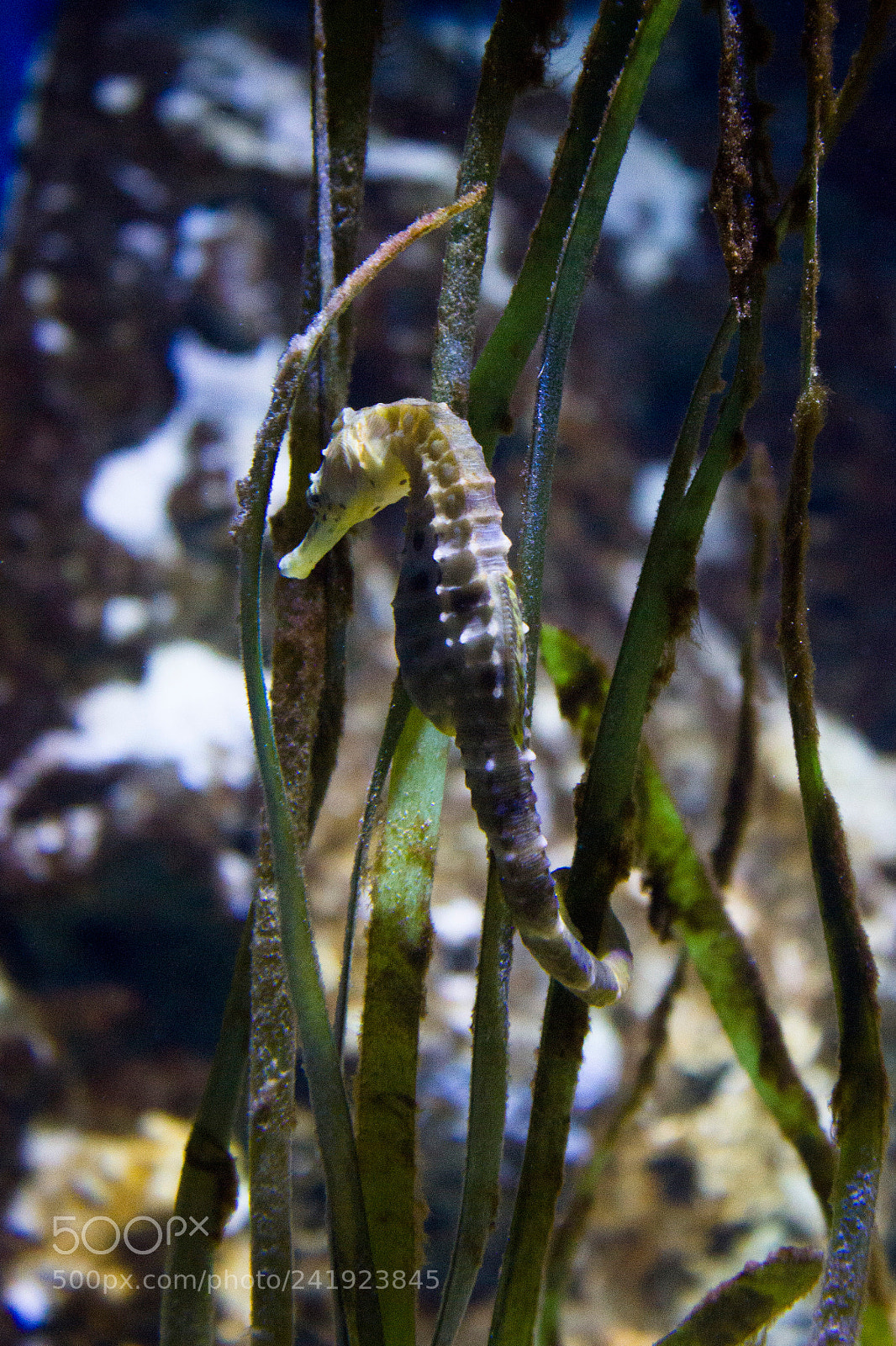 Canon EOS 550D (EOS Rebel T2i / EOS Kiss X4) sample photo. Seahorse photography