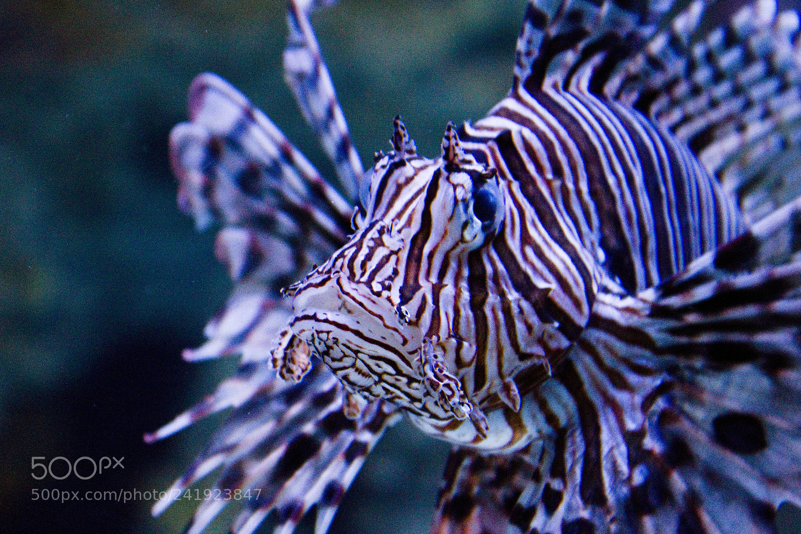 Canon EOS 550D (EOS Rebel T2i / EOS Kiss X4) sample photo. Lionfish photography
