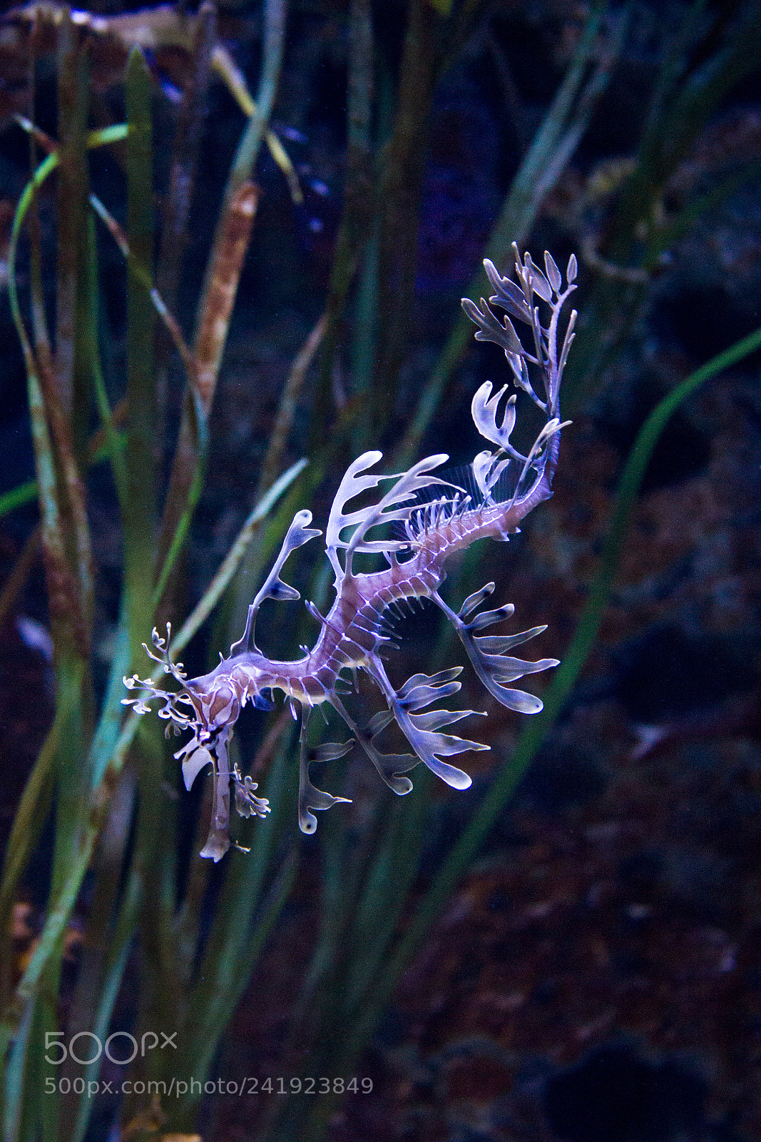 Canon EOS 550D (EOS Rebel T2i / EOS Kiss X4) sample photo. Weedy seadragon photography