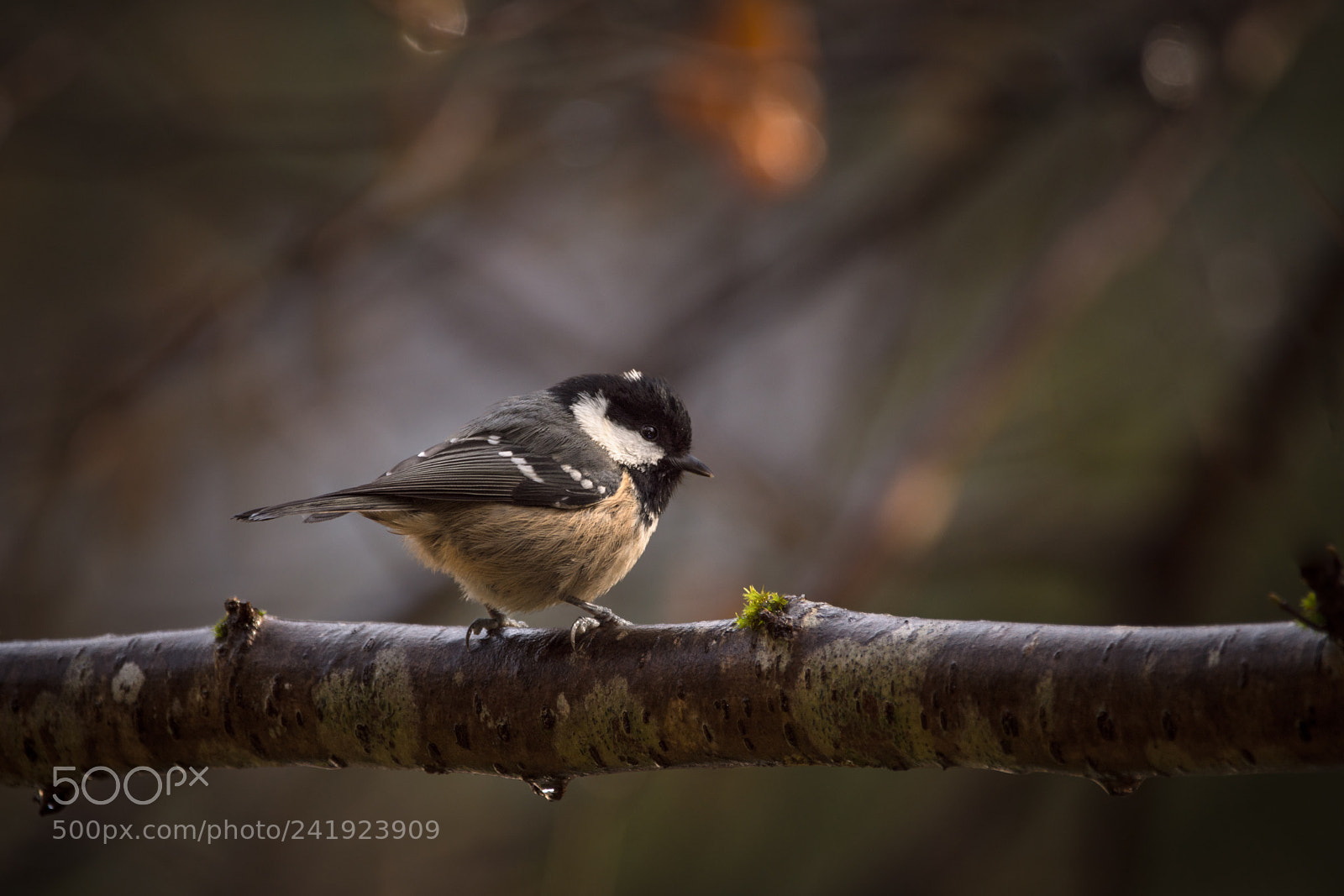 Nikon D7200 sample photo. Black tit photography