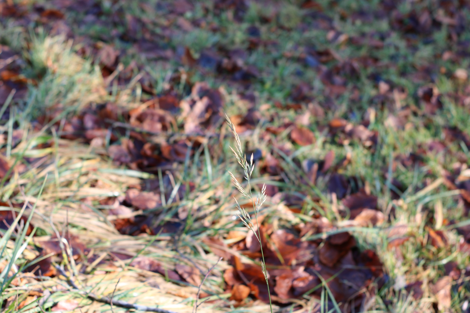 Canon 50mm sample photo. Brown on green photography