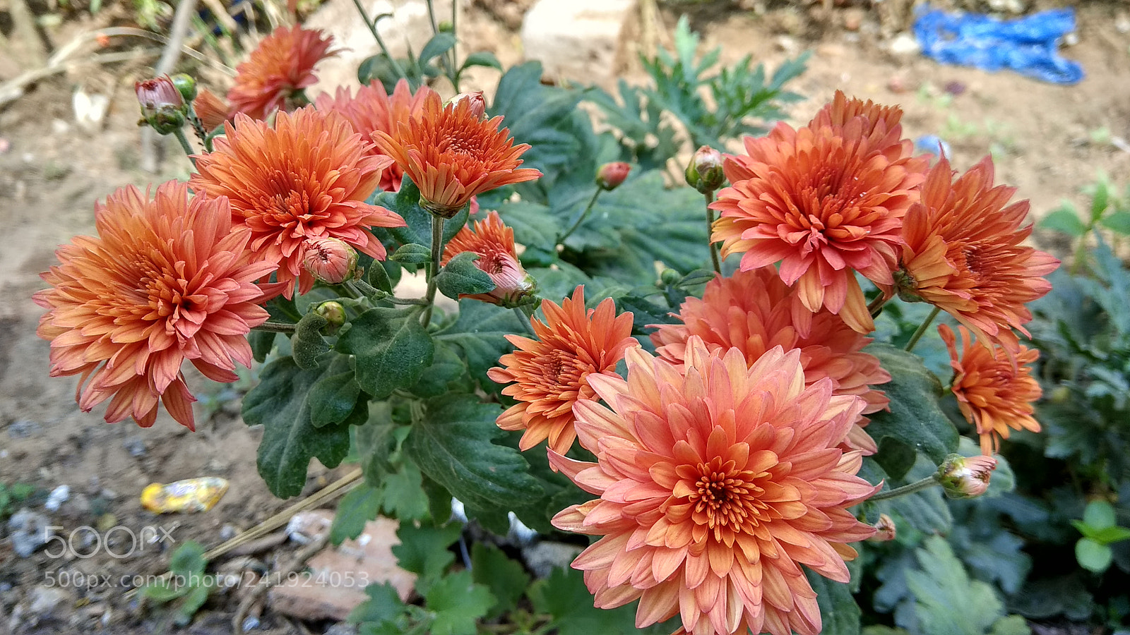 Xiaomi Redmi Note 4 sample photo. Chamomile photography