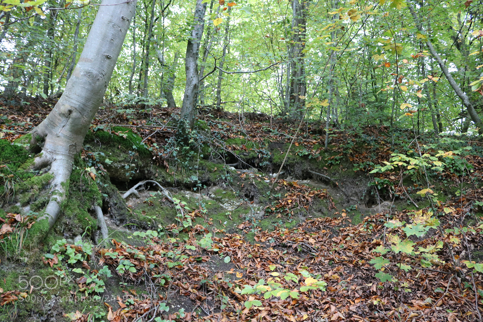 Canon EOS 750D (EOS Rebel T6i / EOS Kiss X8i) sample photo. Walk in the forest photography