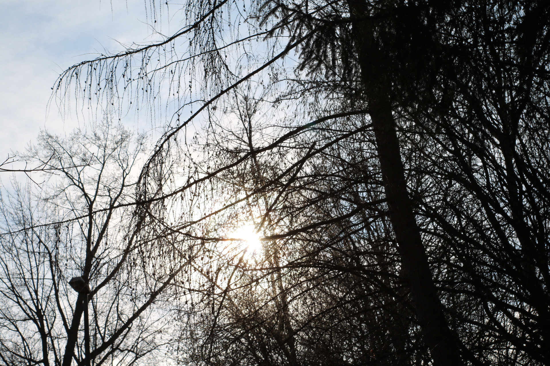 Canon 50mm sample photo. Threw the trees photography