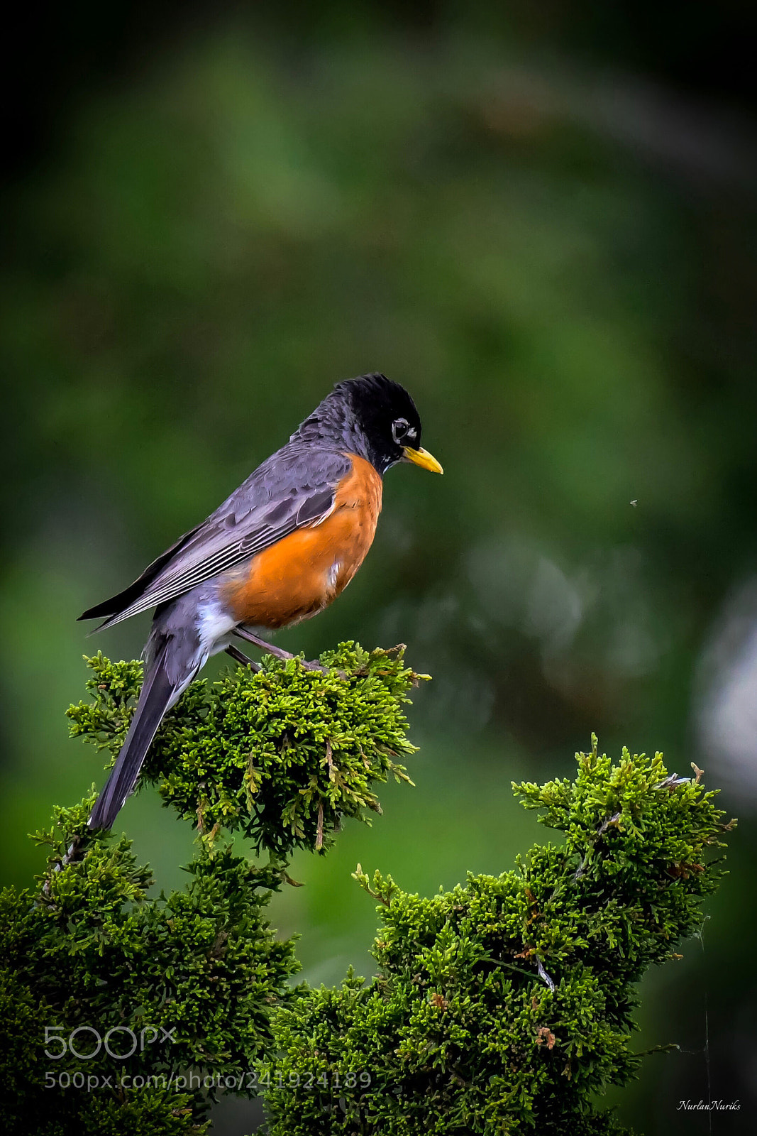 Nikon D500 sample photo. American robin / 3 photography