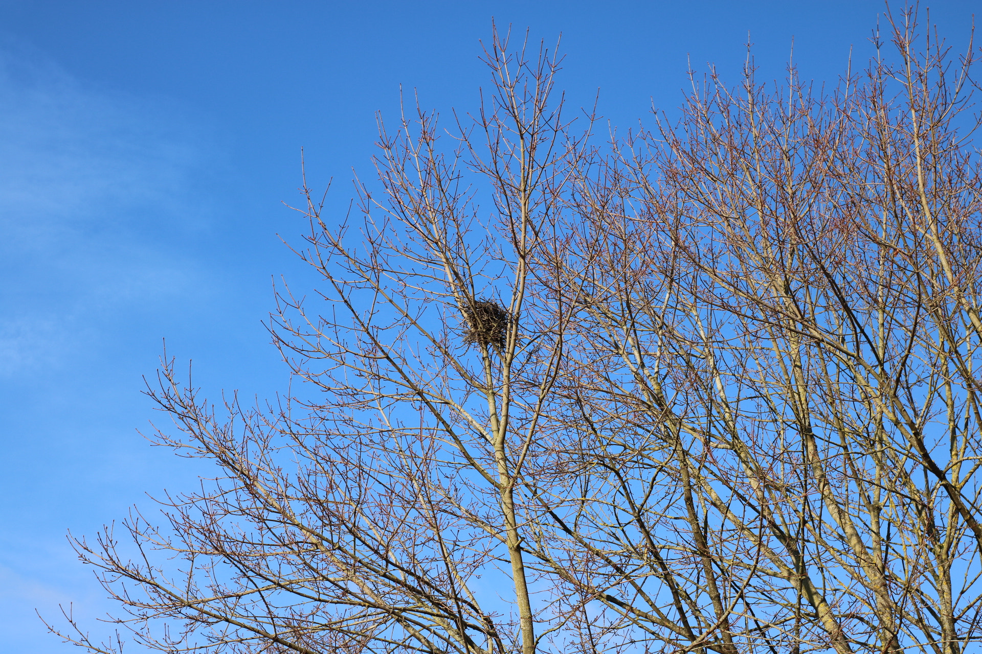 Canon 50mm sample photo. Birds home photography