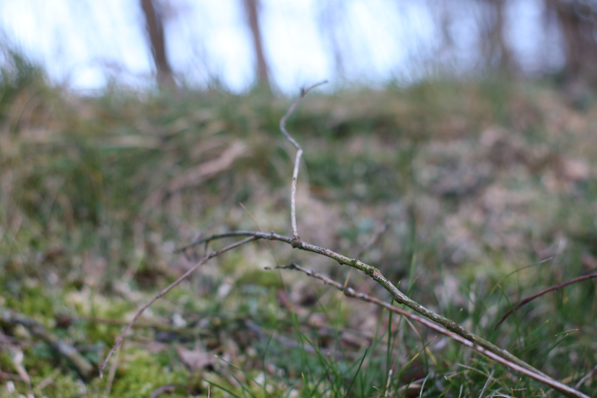 Canon 50mm sample photo. Dead photography