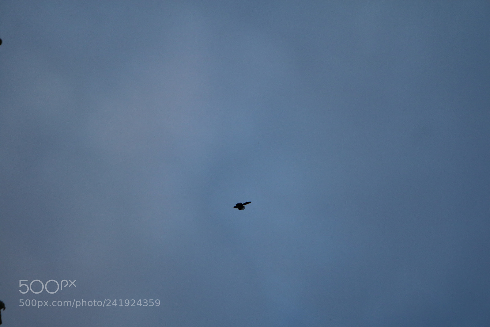 Canon EOS 750D (EOS Rebel T6i / EOS Kiss X8i) sample photo. I can fly photography