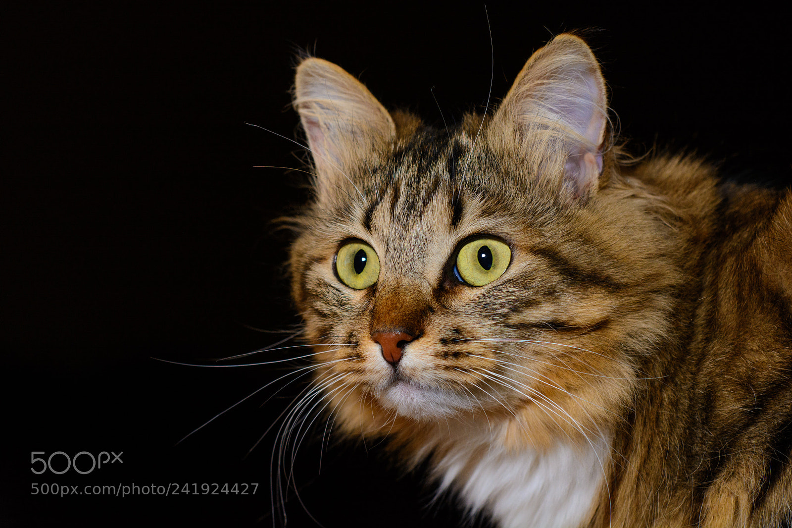 Nikon D7100 sample photo. Intent look of yellow photography