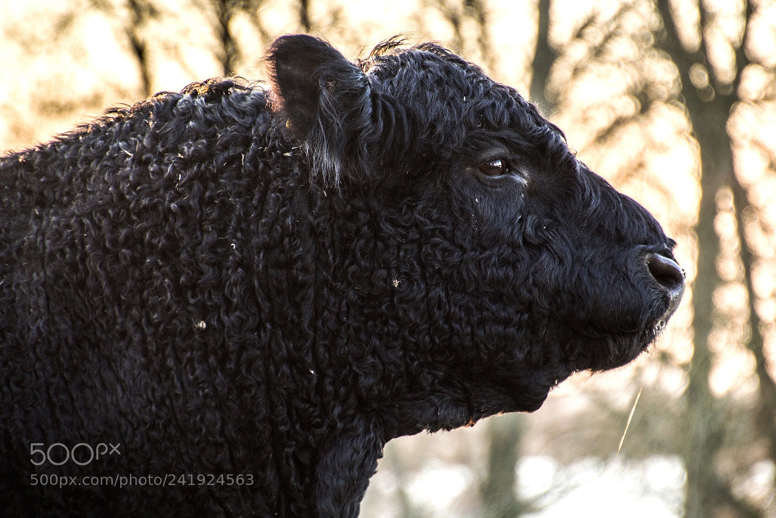 Canon EOS 1200D (EOS Rebel T5 / EOS Kiss X70 / EOS Hi) sample photo. Galloway bull photography