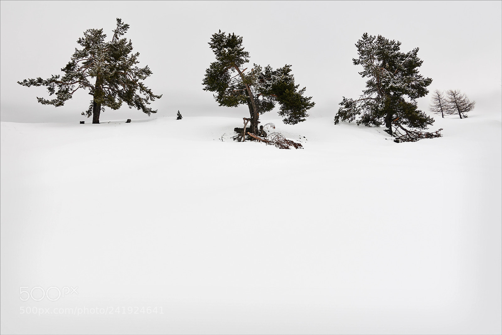 Sony DSC-RX100M5 sample photo. Snow and trees photography