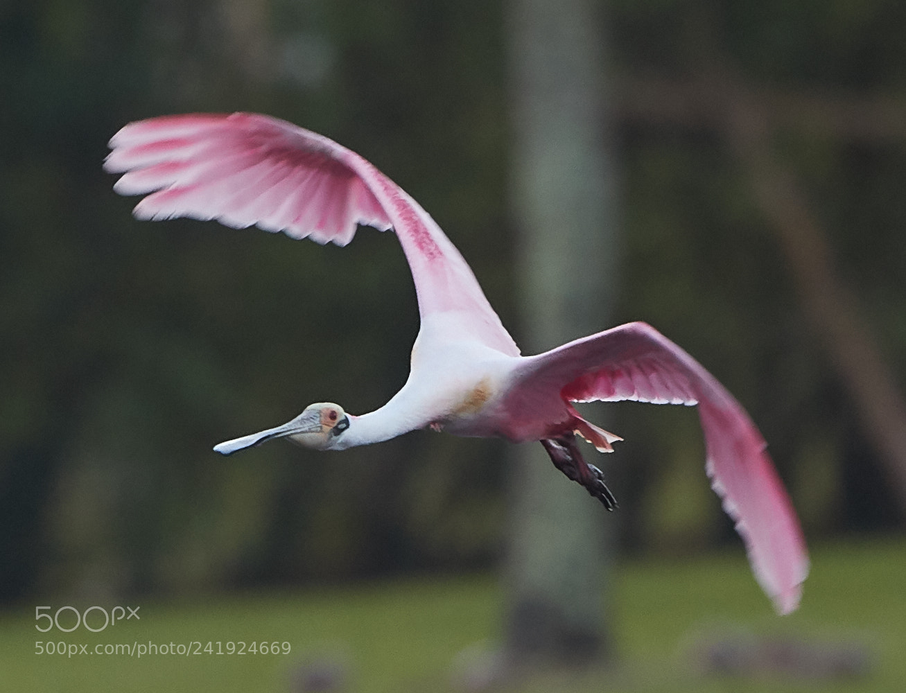 Canon EOS-1D X Mark II sample photo. 01-09-18-8516.jpg photography