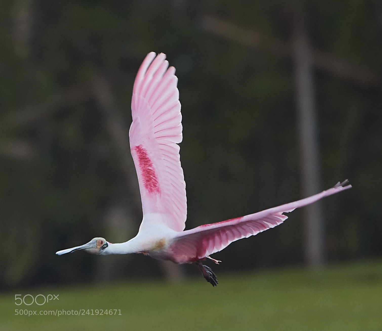 Canon EOS-1D X Mark II sample photo. 01-09-18-8517.jpg photography