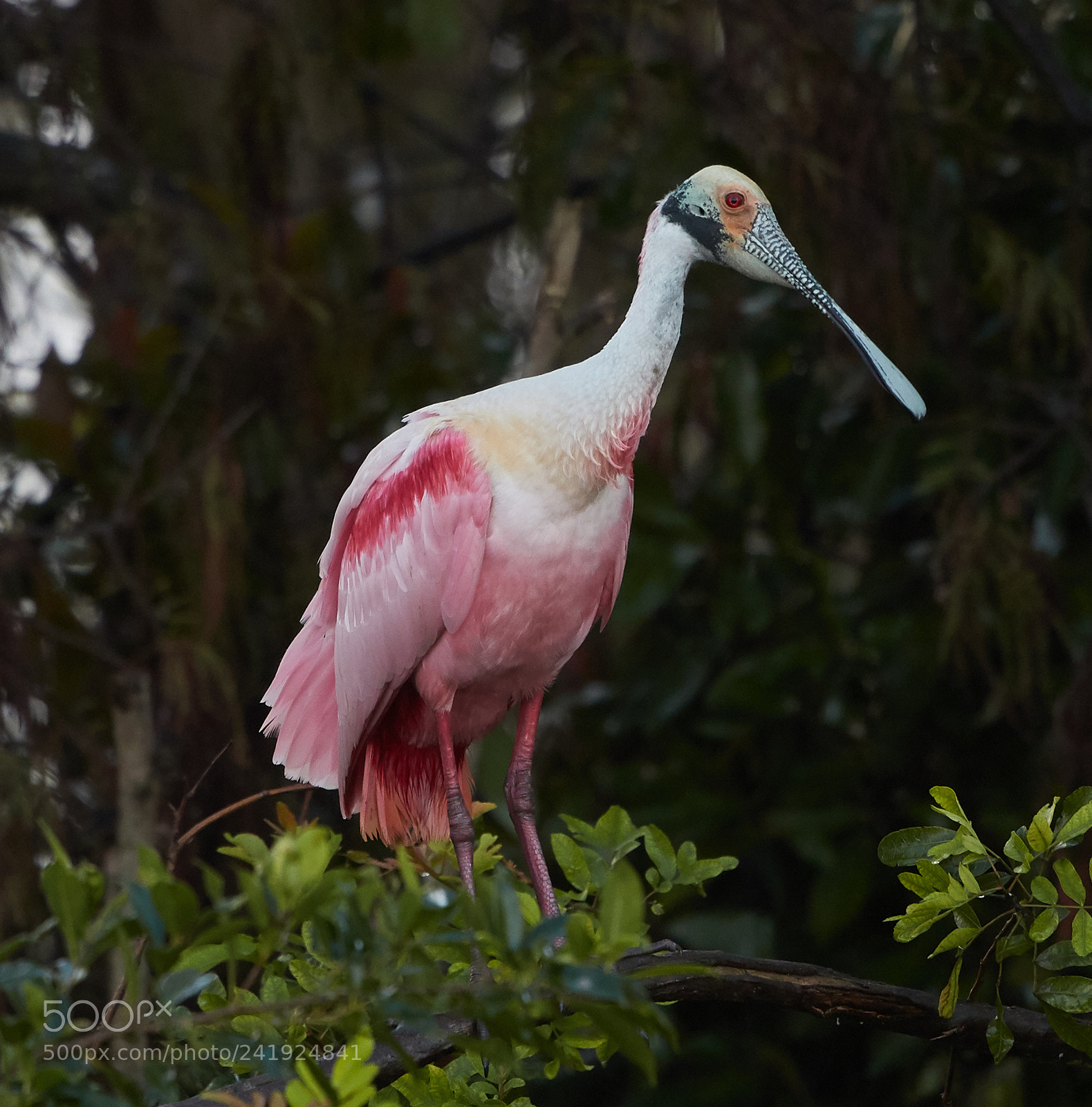 Canon EOS-1D X Mark II sample photo. 01-09-18-8557.jpg photography