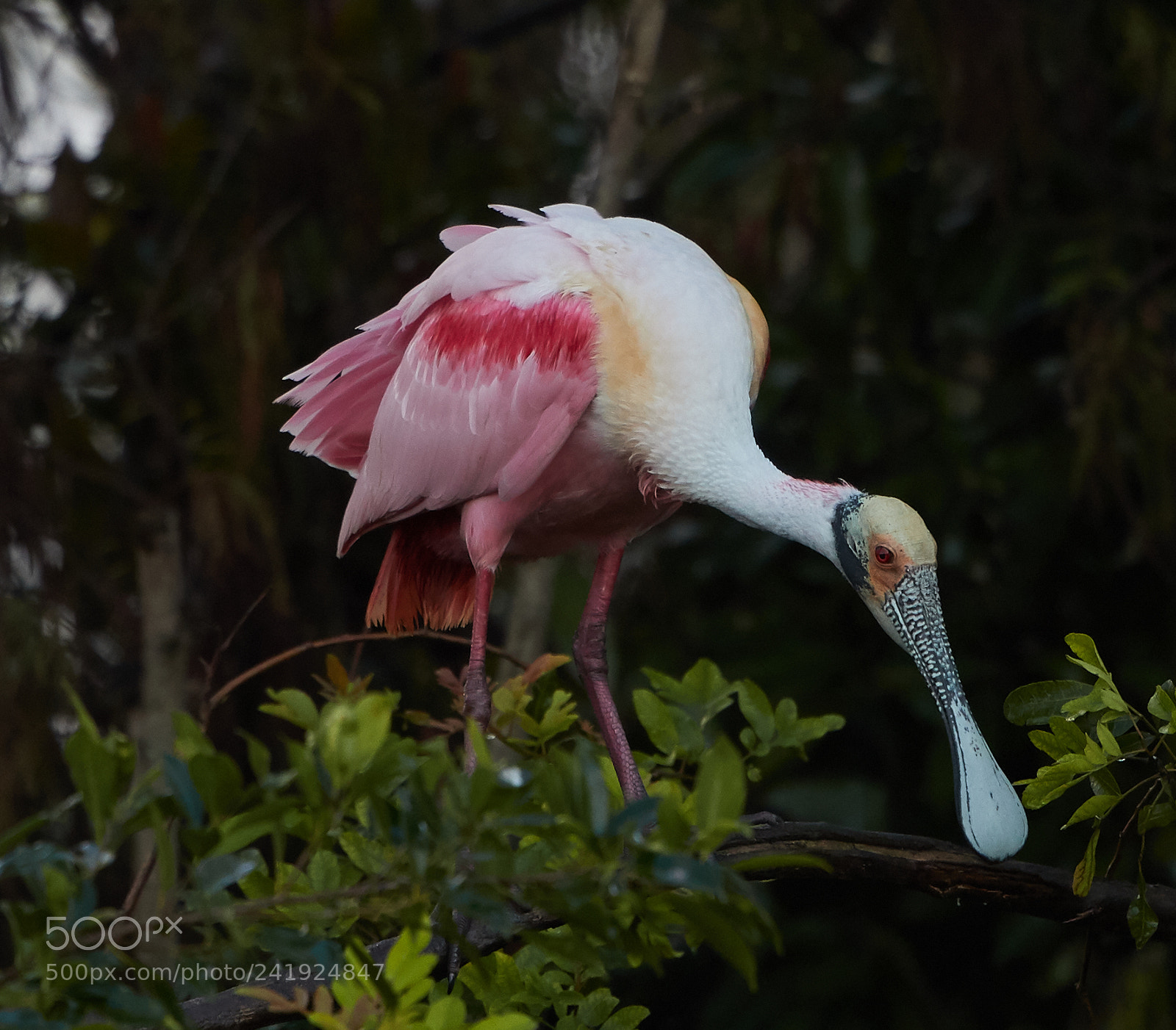 Canon EOS-1D X Mark II sample photo. 01-09-18-8559.jpg photography