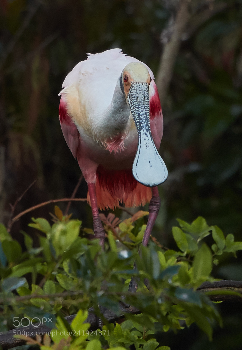 Canon EOS-1D X Mark II sample photo. 01-09-18-8572.jpg photography