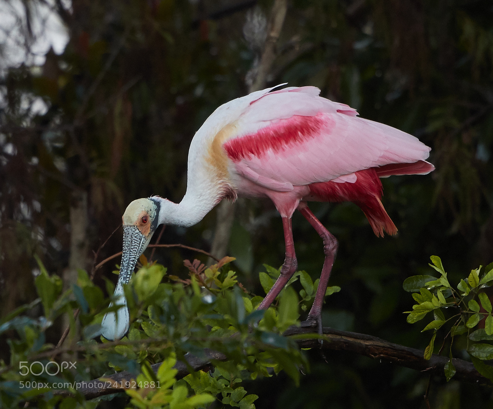 Canon EOS-1D X Mark II sample photo. 01-09-18-8573.jpg photography