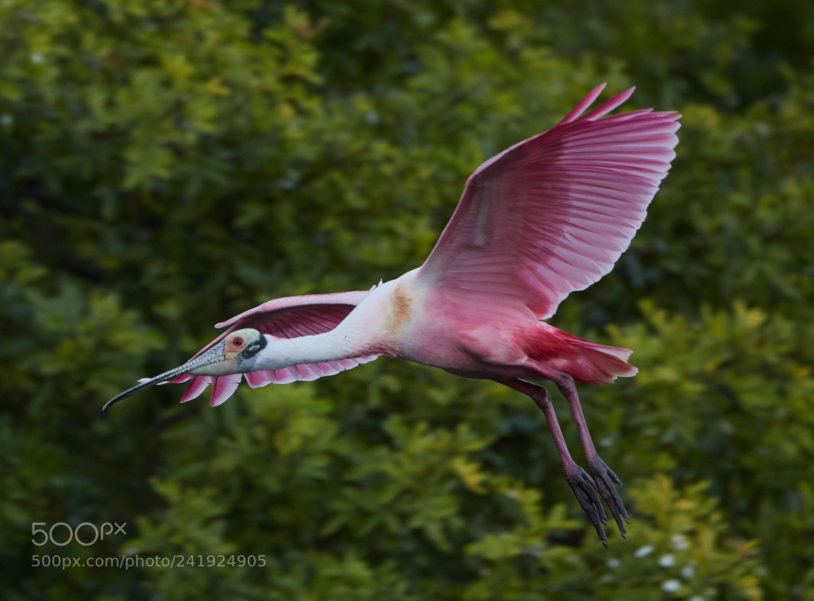 Canon EOS-1D X Mark II sample photo. 01-09-18-8596.jpg photography