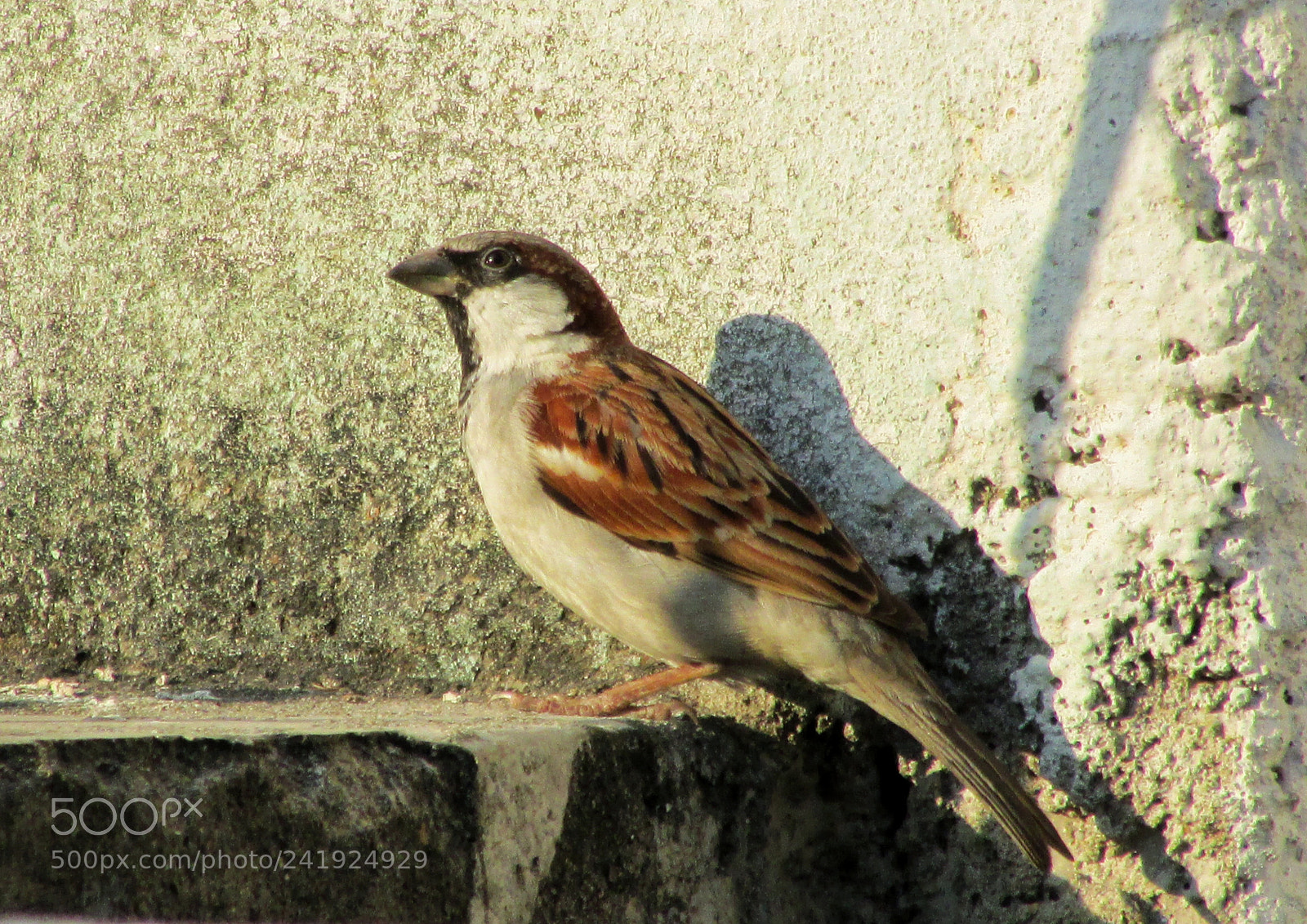 Canon PowerShot SX500 IS sample photo. Untitled photography