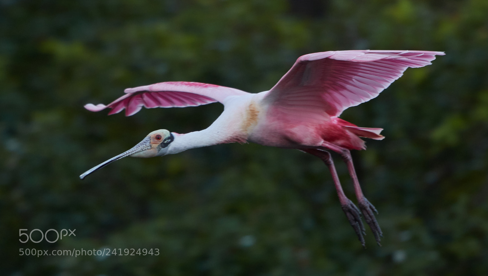 Canon EOS-1D X Mark II sample photo. 01-09-18-8597.jpg photography