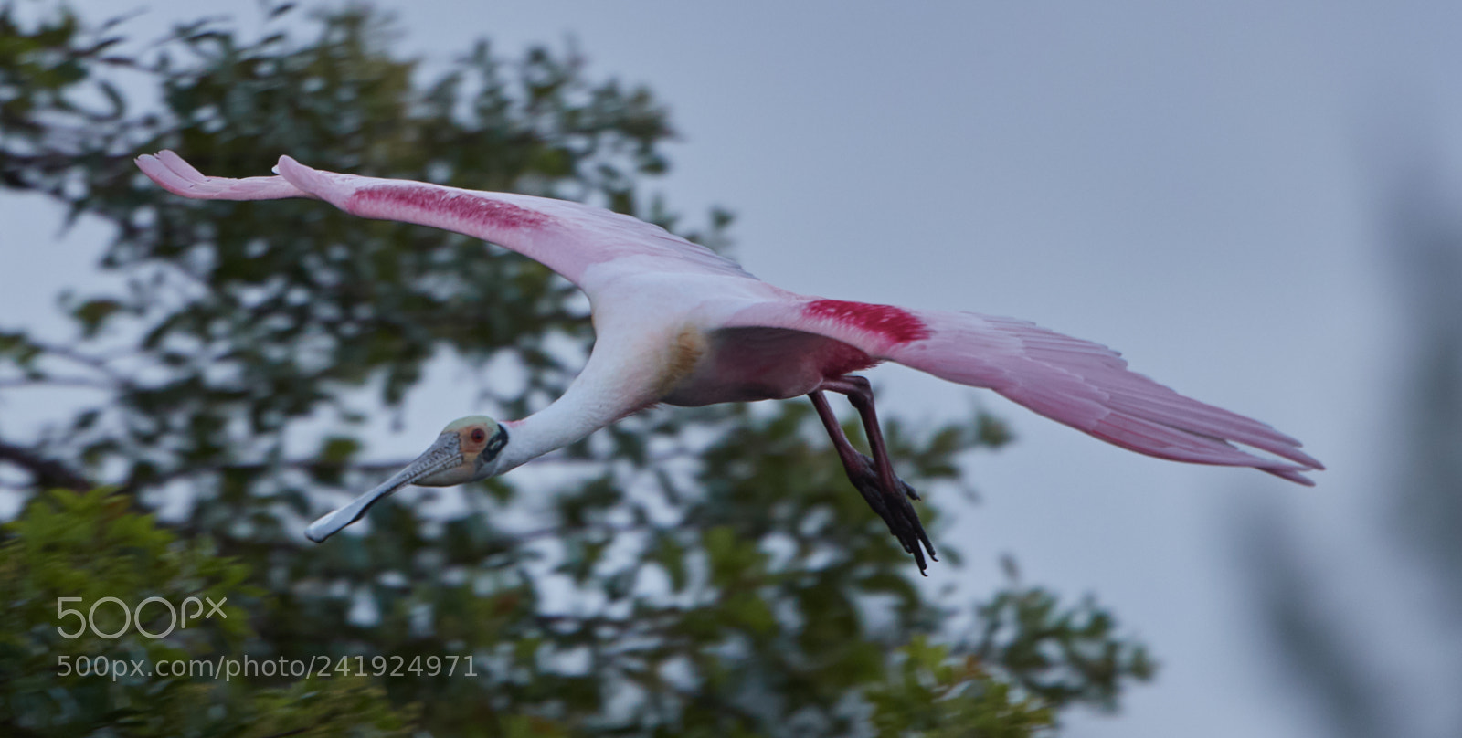 Canon EOS-1D X Mark II sample photo. 01-09-18-8600.jpg photography