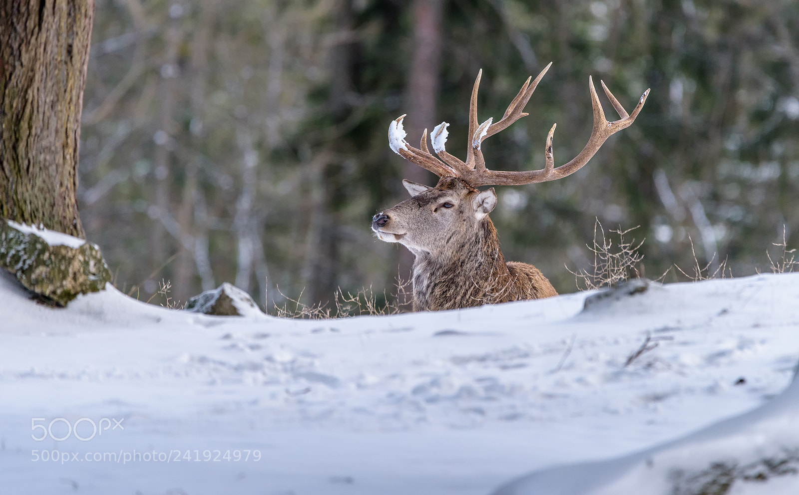 Nikon D810 sample photo. Entering the scene photography