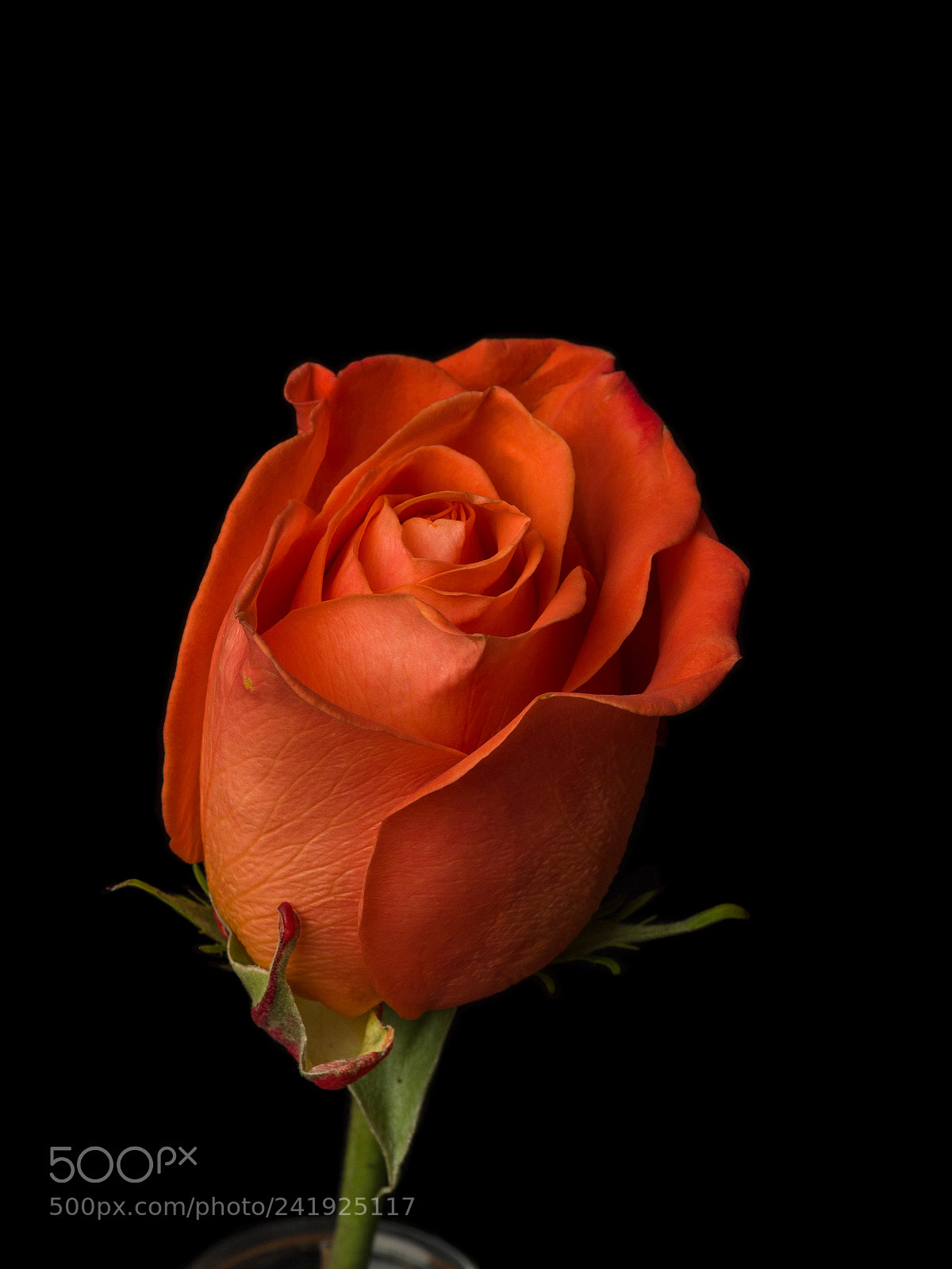 Olympus OM-D E-M1 sample photo. Rose 06 photography