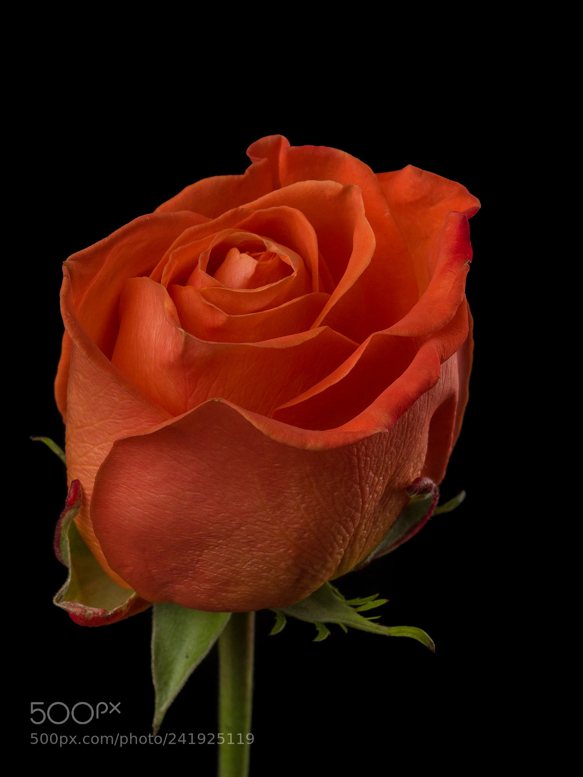Olympus OM-D E-M1 sample photo. Rose 07 photography