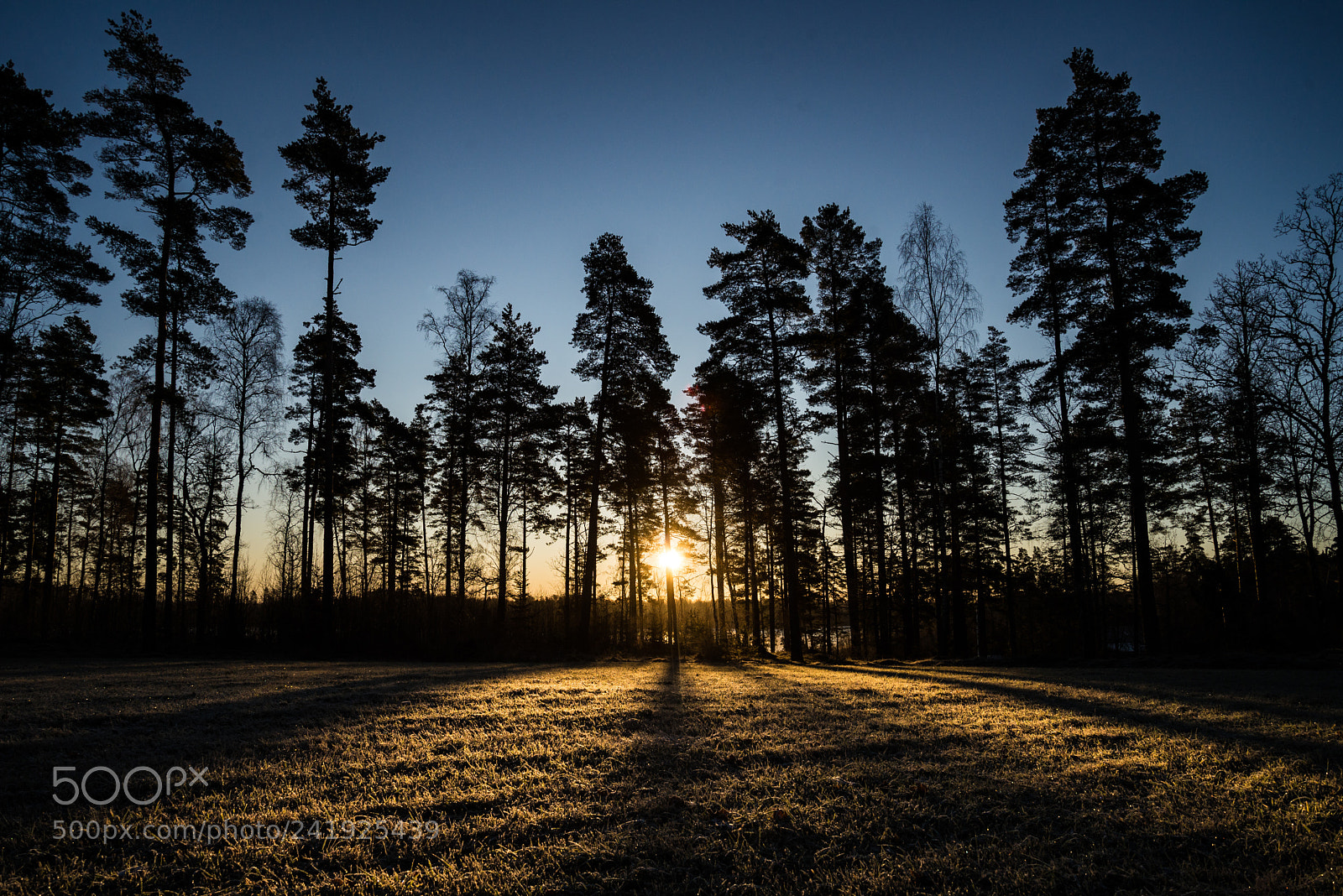 Nikon D600 sample photo. Winter morning photography