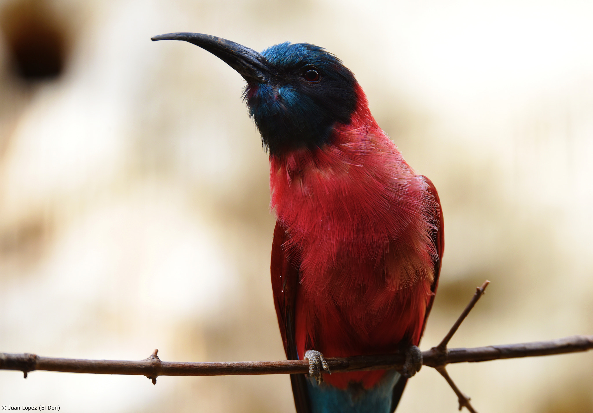 Sigma 150-600mm F5-6.3 DG OS HSM | S sample photo. Bird....on posing..!! photography