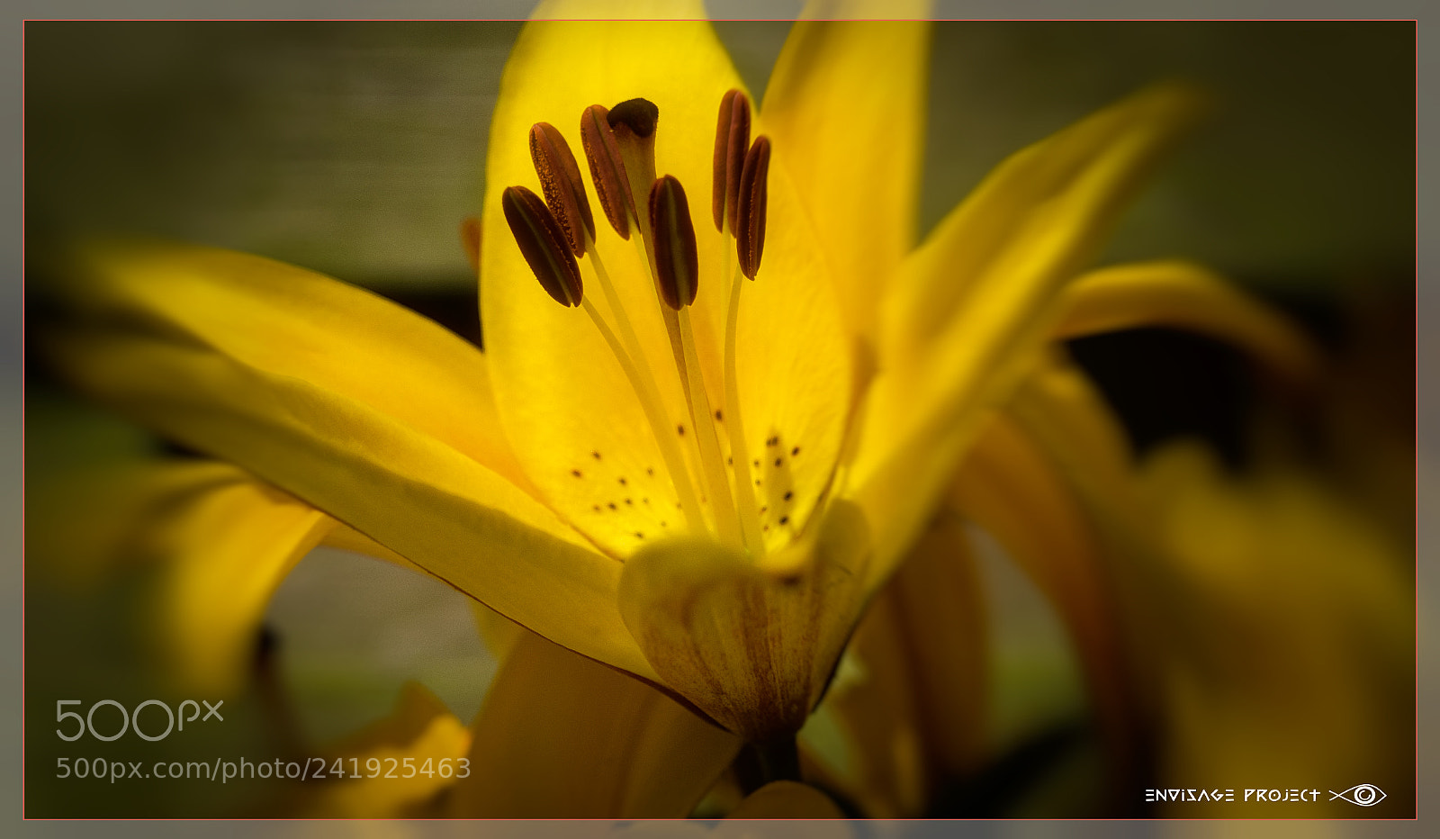 Sony a7R sample photo. Yellow flower v1 photography