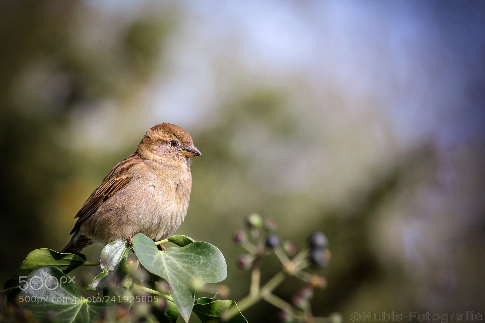 Canon EOS 550D (EOS Rebel T2i / EOS Kiss X4) sample photo. Haussperling / spatz photography