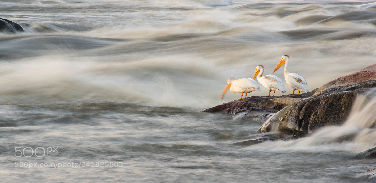 Nikon D3400 sample photo. Getting lost in motion photography