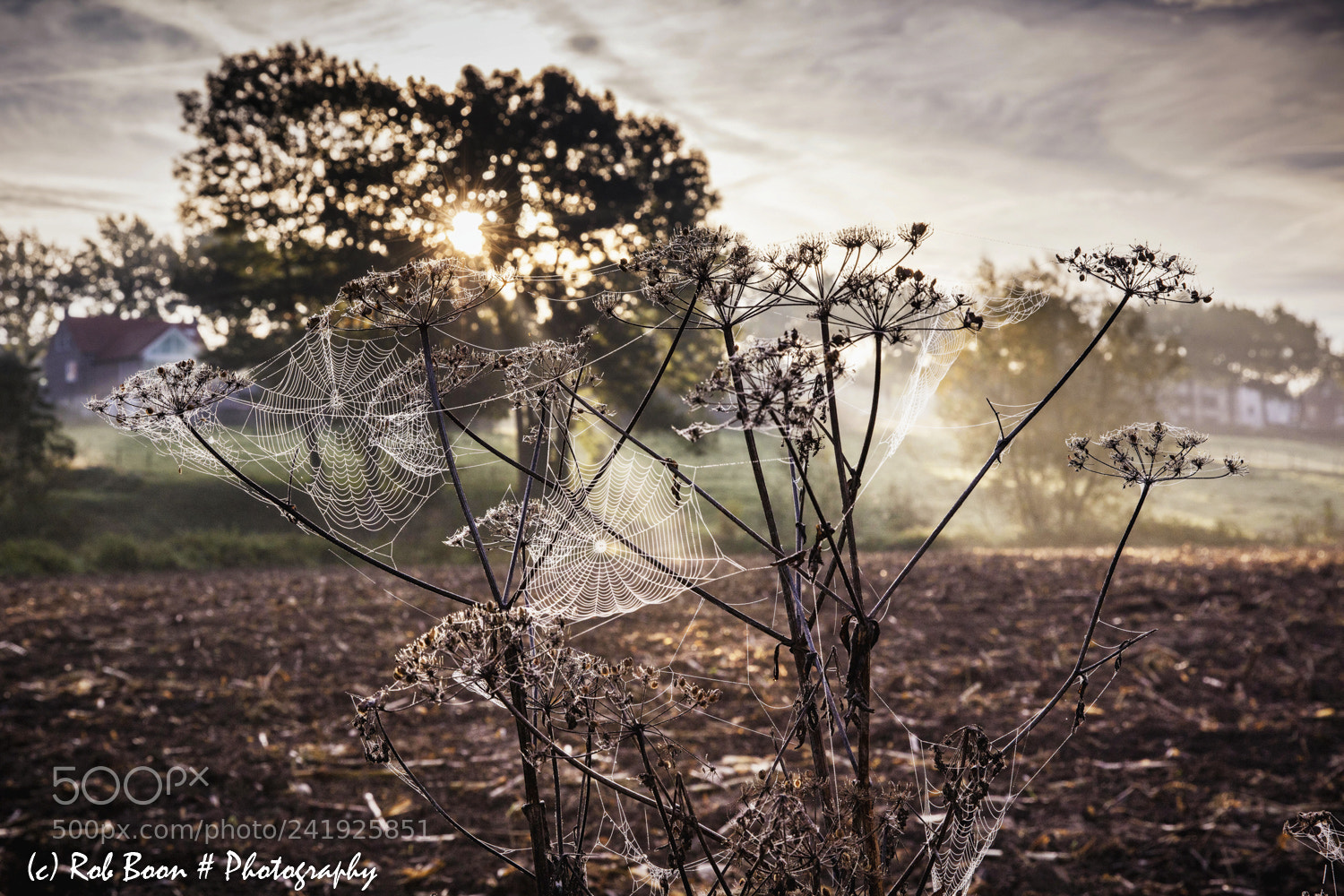 Canon EOS 5DS sample photo. Spiderwebs @ sunrise in stokhem photography