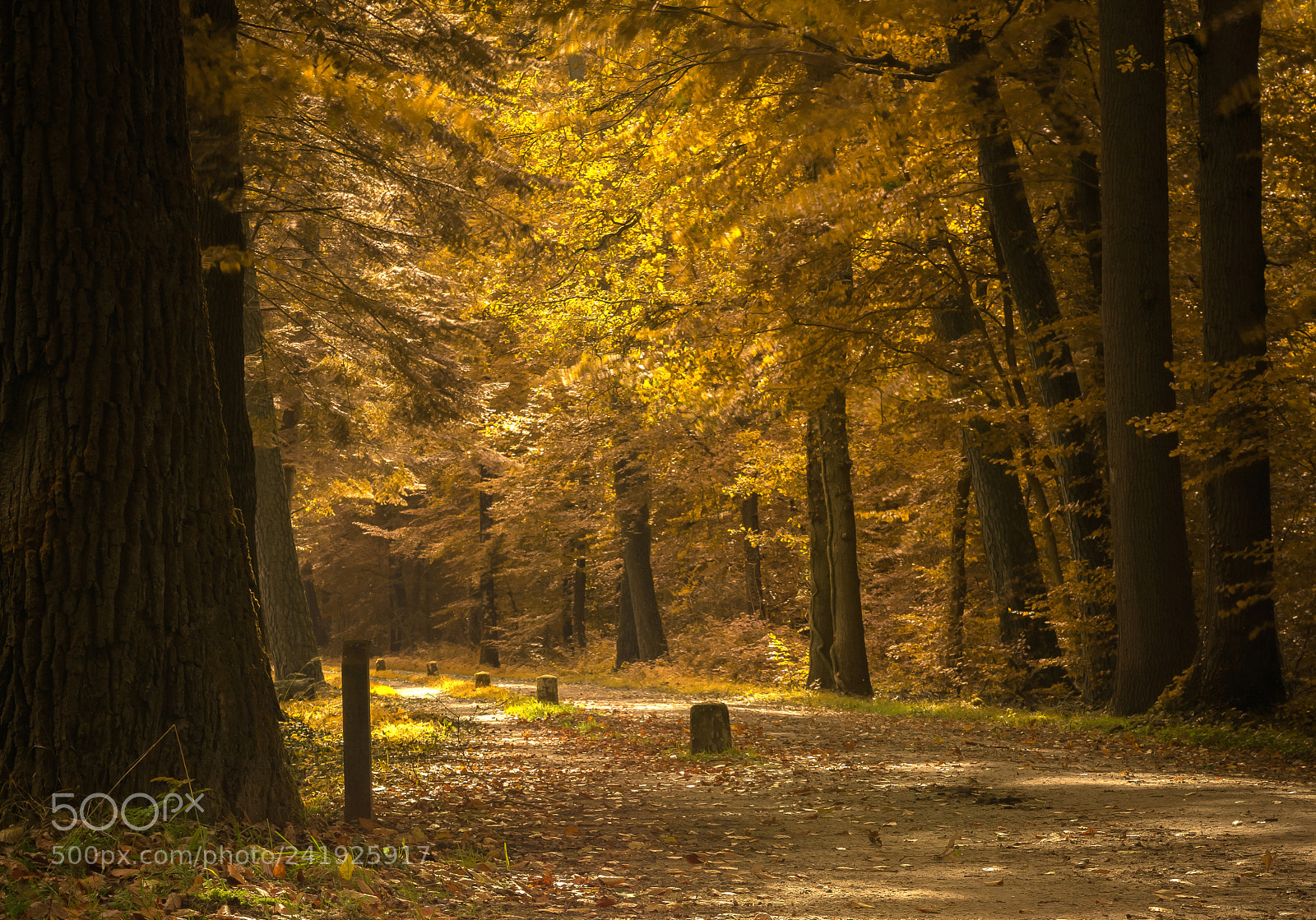 Nikon D7100 sample photo. Autumn road via wood photography