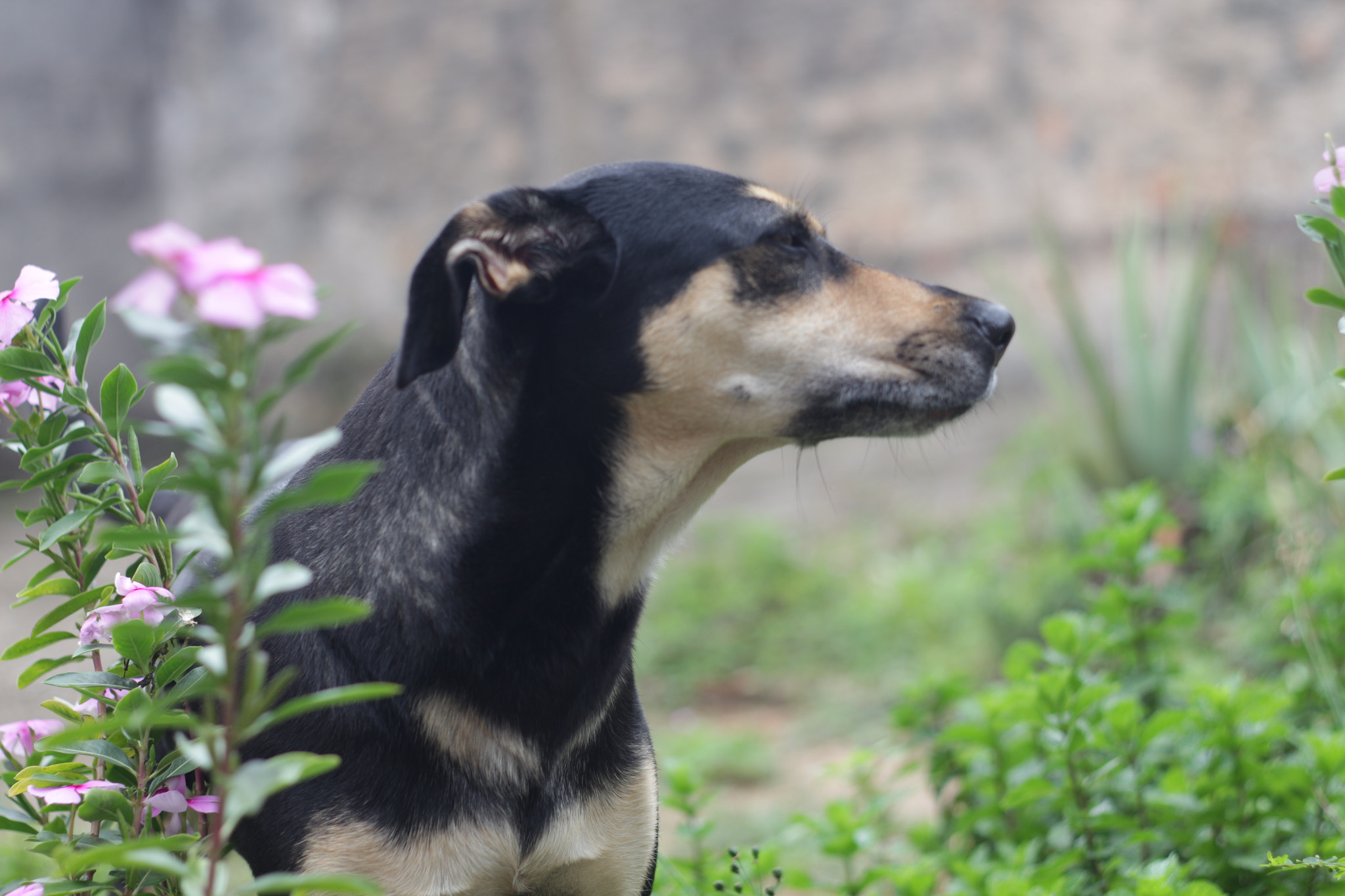 Canon EOS 700D (EOS Rebel T5i / EOS Kiss X7i) + Canon EF 50mm f/1.8 sample photo. Img photography