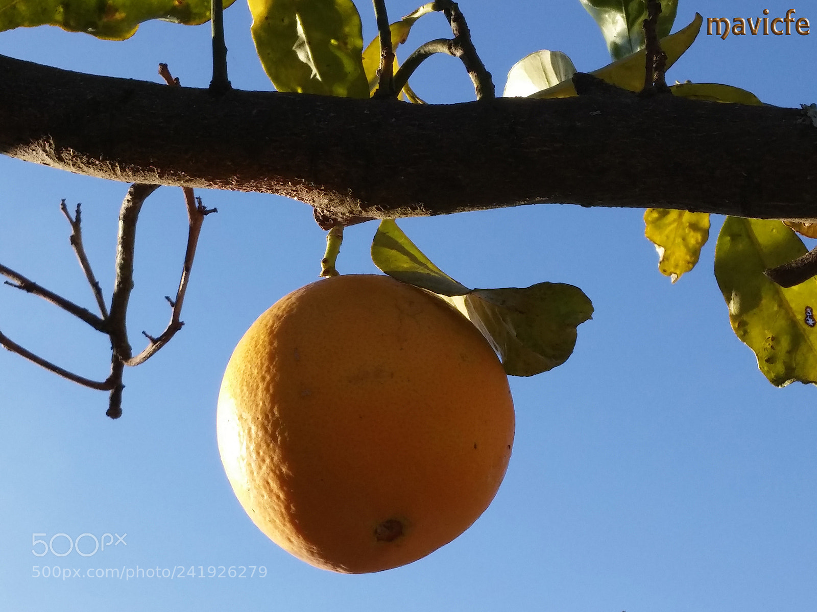 LG G3 sample photo. Orange on the tree photography