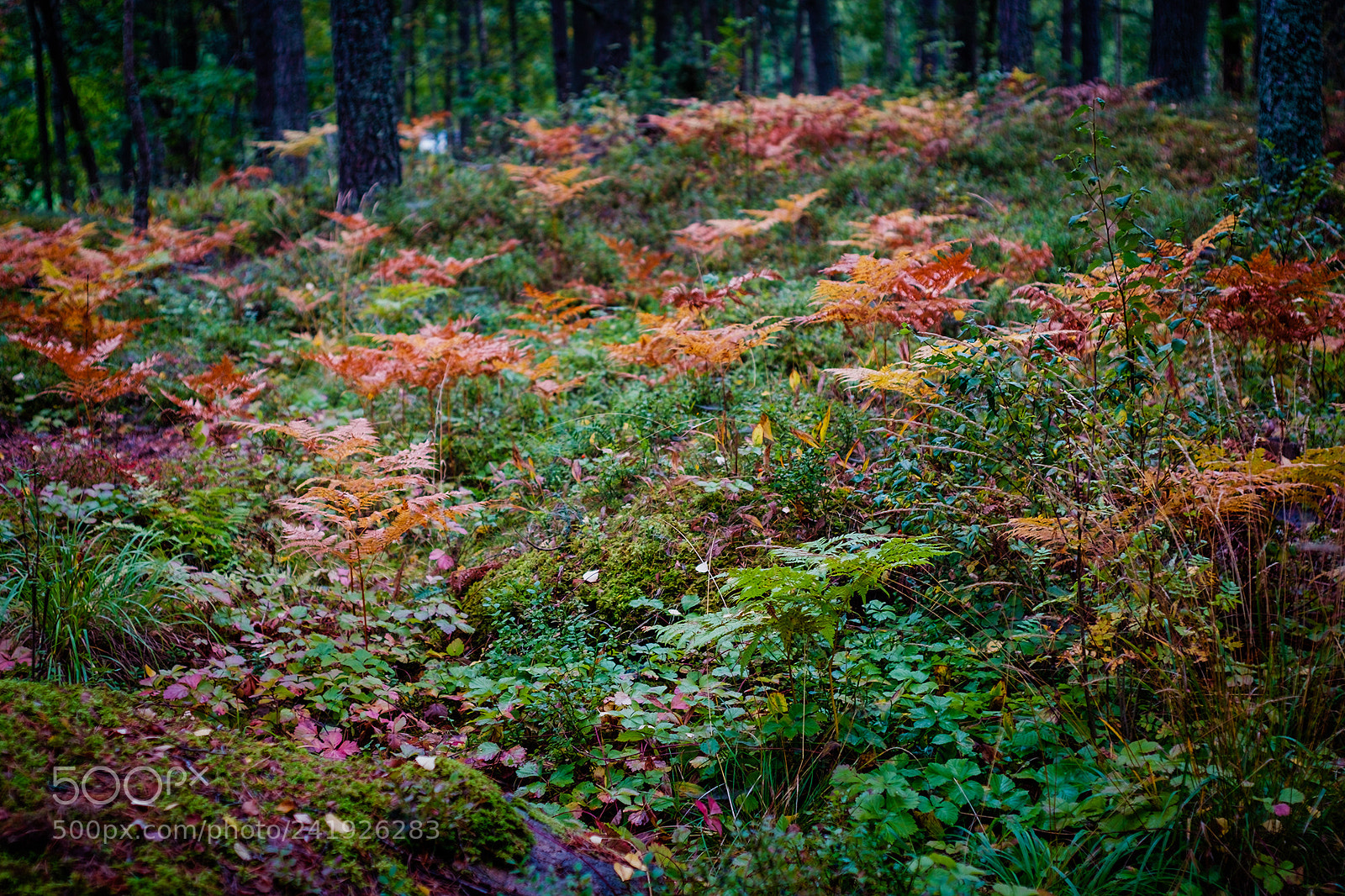 Fujifilm X-T10 sample photo. Fern photography