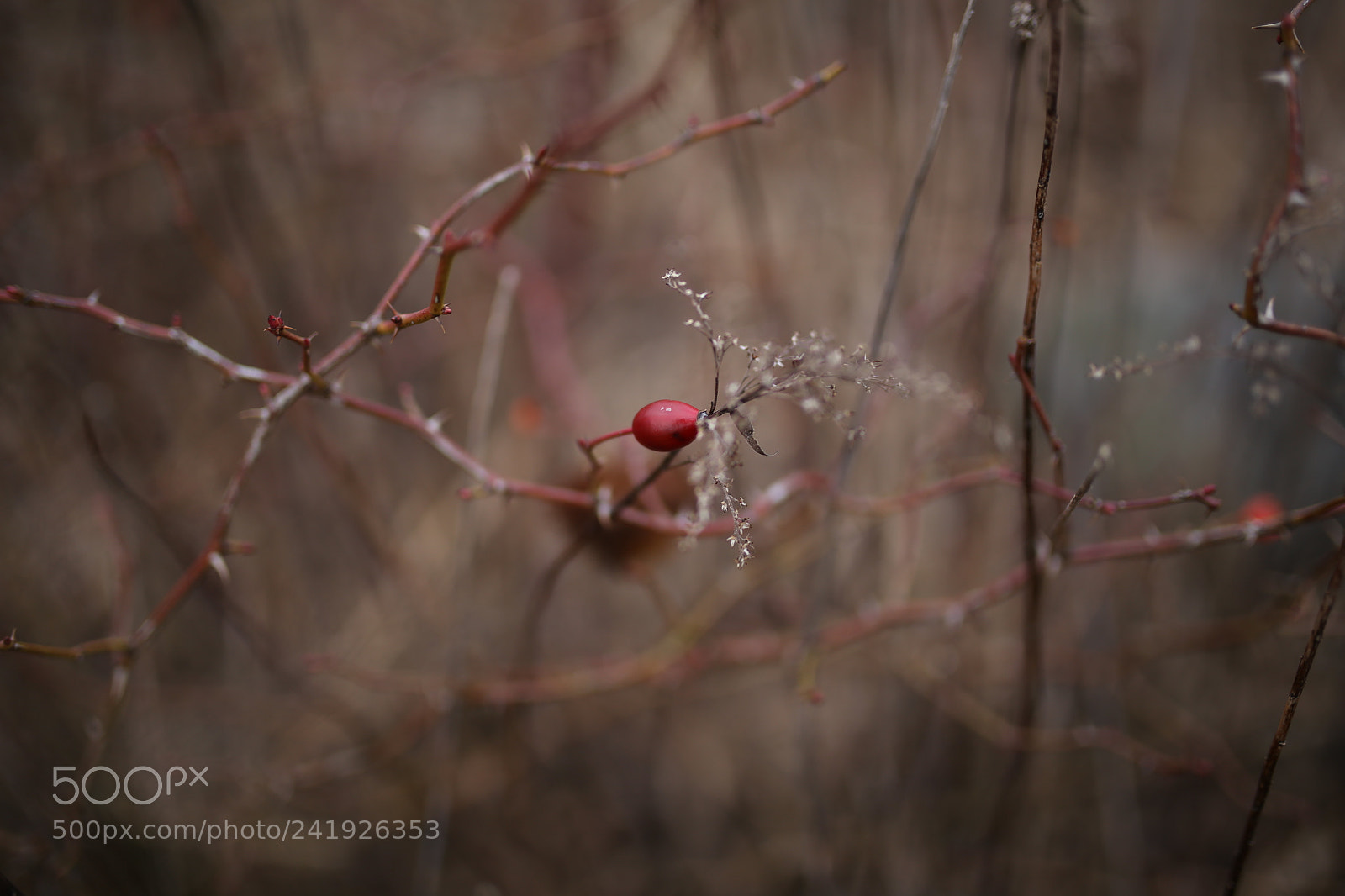 Sigma 35mm F1.4 DG HSM Art sample photo. Fall in winter photography