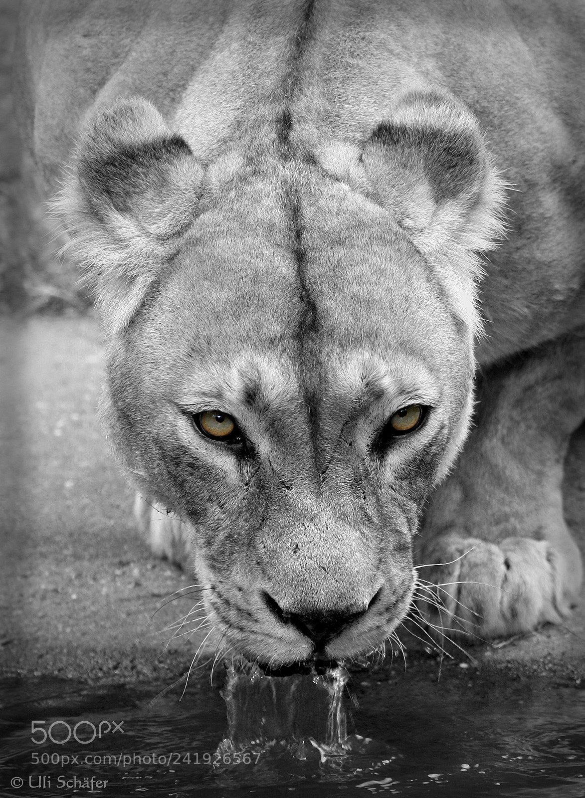 Canon EOS 40D sample photo. Big brother is watching photography