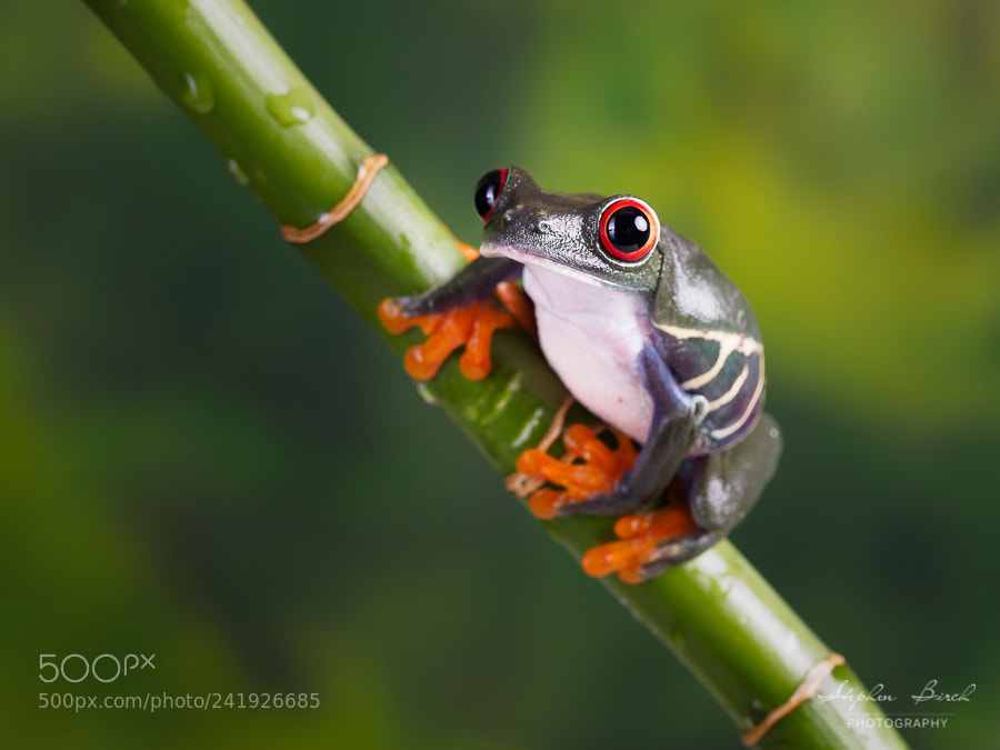 Olympus OM-D E-M1 sample photo. Tree frog photography